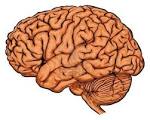 Brain model - Doanh Nghiệp Tư Nhân Sản Xuất Thương Mại Dịch Vụ Công Tiến